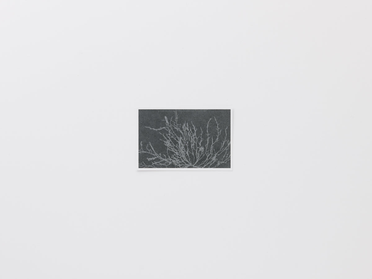 Serpentine Reader, Issue 01