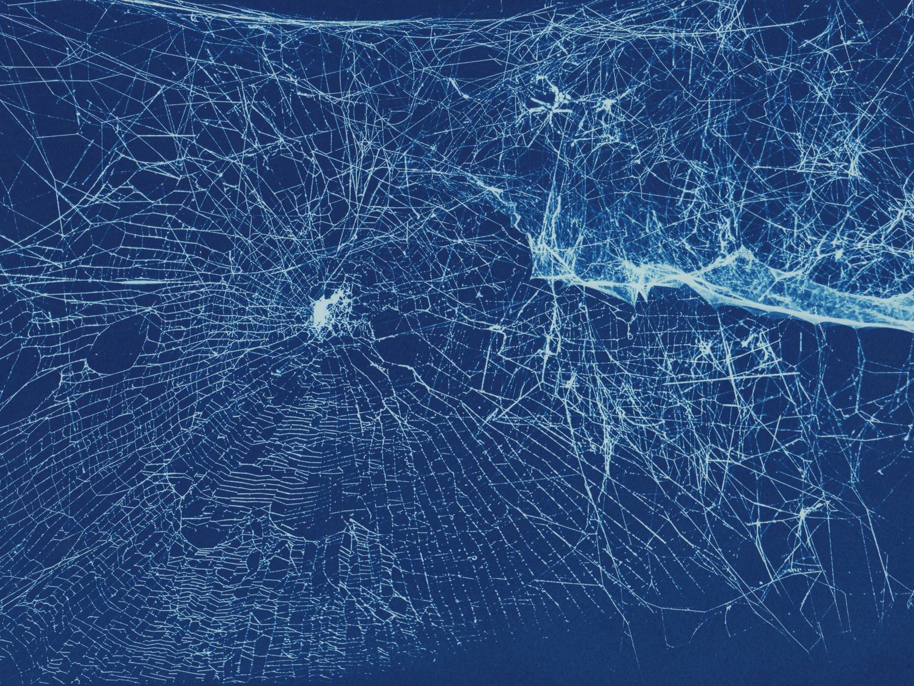 Web(s) of Life